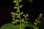 Miniature beefsteakplant